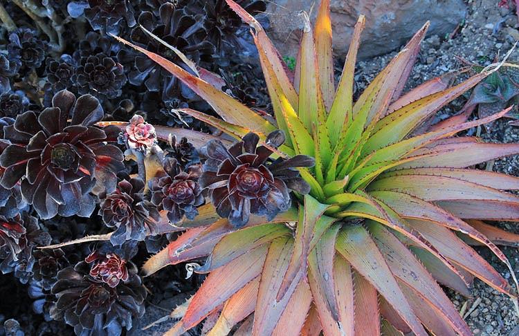 Aloe broomii, Snake Aloe, Mountain Aloe, Orange flowers, Succulents, Aloes, Drought tolerant plants